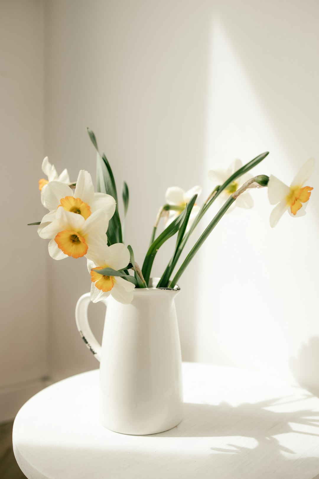 Fresh daffodils bloom in a white pitcher.